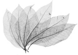 Листья скелетированные 50 шт. 15-20 см Черные.