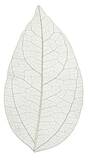 Листья скелетированные 100шт. 5-7см Белые